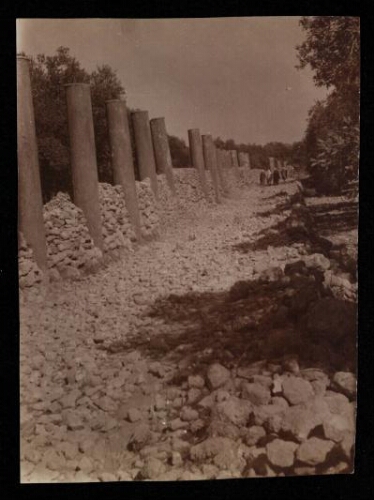 Samarie : colonnade d'Hérode