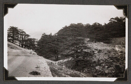Cèdres du Liban (à 2000 mètres)