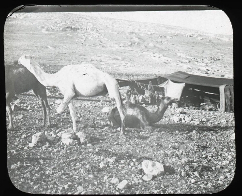 [Galilée]. Plaine de l'Esdrelon. Campement de bedouins