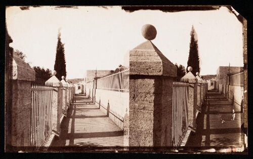 N°66. JERUSALEM Jardin de Gethsémani, n°4 (côté Est)